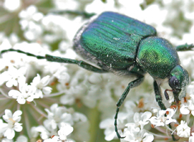 Emerald Flower Scarab Emerald Flower Scarab